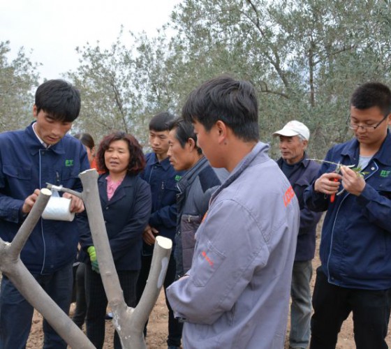 公司從產(chǎn)業(yè)鏈起始端著手，引進(jìn)良種優(yōu)苗，繁育基地苗圃，優(yōu)化樹(shù)種，以?xún)?yōu)質(zhì)的橄欖樹(shù)苗為生產(chǎn)特級(jí)初榨橄欖油提供基礎(chǔ)保障。在以自建萬(wàn)畝國(guó)家標(biāo)準(zhǔn)化油橄欖..